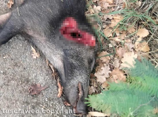 Viterbo - Un cinghiale sbranato dai lupi