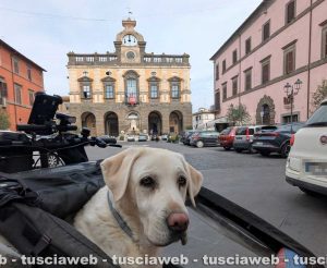 Il labrador Erin in viaggio con il suo biker Nicola Inversi - Tappa a Nepi