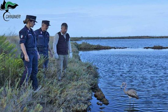 Tarquinia - Il fenicottero liberato alla Saline