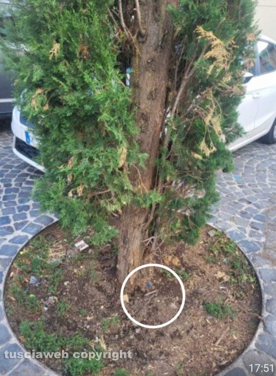 Viterbo - Siringhe nelle aiuole alla Trinità