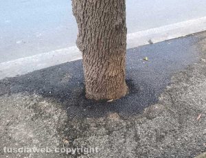 Viterbo - Alberi "asfaltati" in via Gorizia