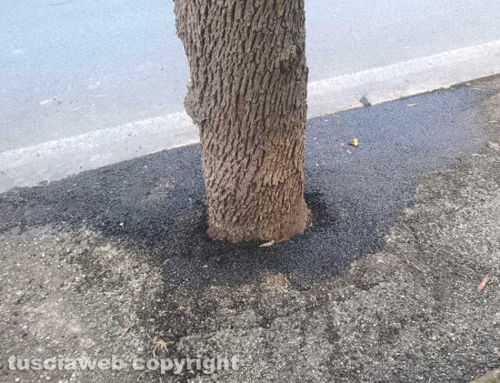 Viterbo - Alberi "asfaltati" in via Gorizia