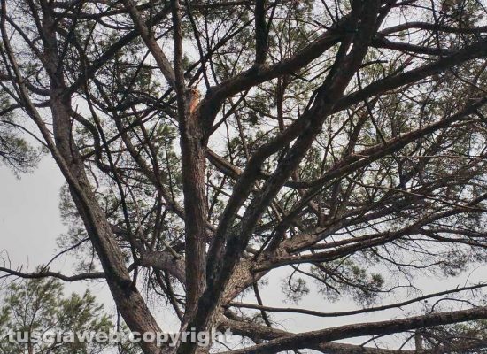 Sutri - Cassia - Il ramo spezzato di un pino