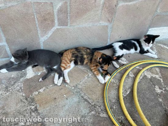 Ischia di Castro - I tre gattini smarriti